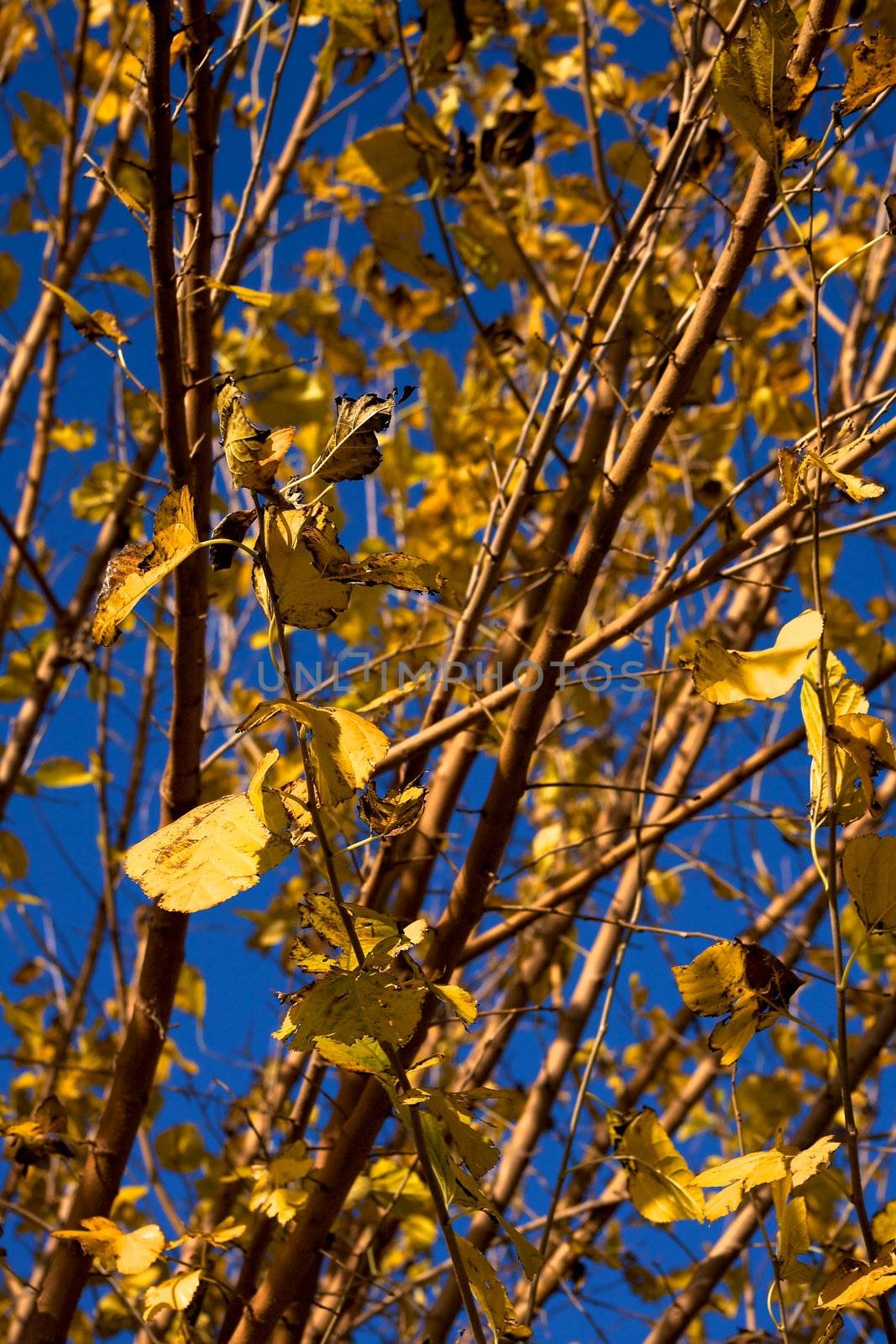 Yellow leafs in the autumn in Rome 2 