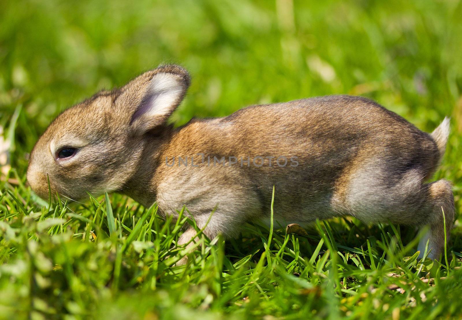 gray bunny in green grass by Alekcey