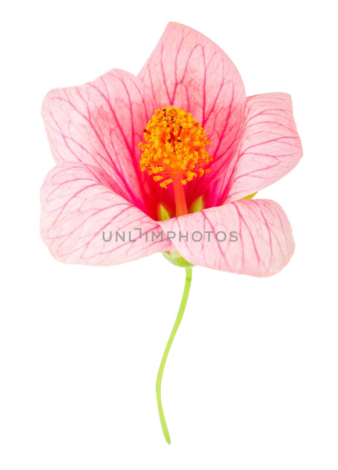 close-up pink flower, isolated on white
