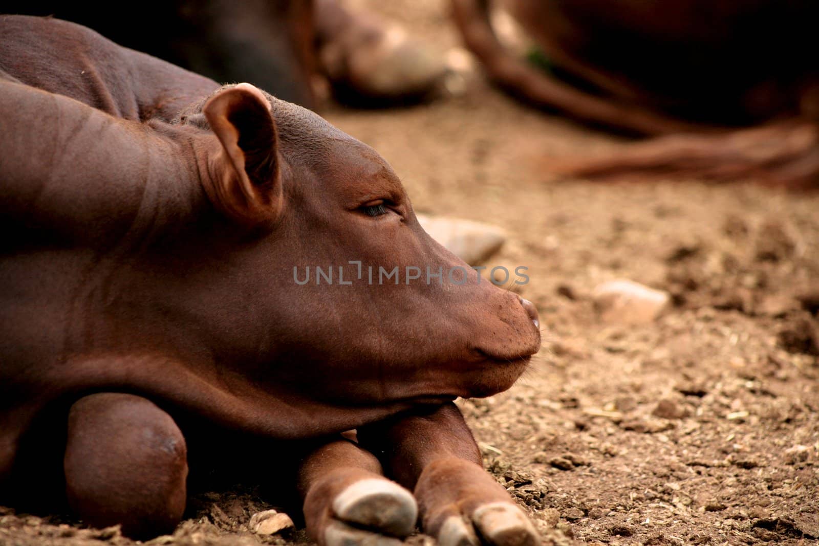 Baby buffalo sleeping in a zoo