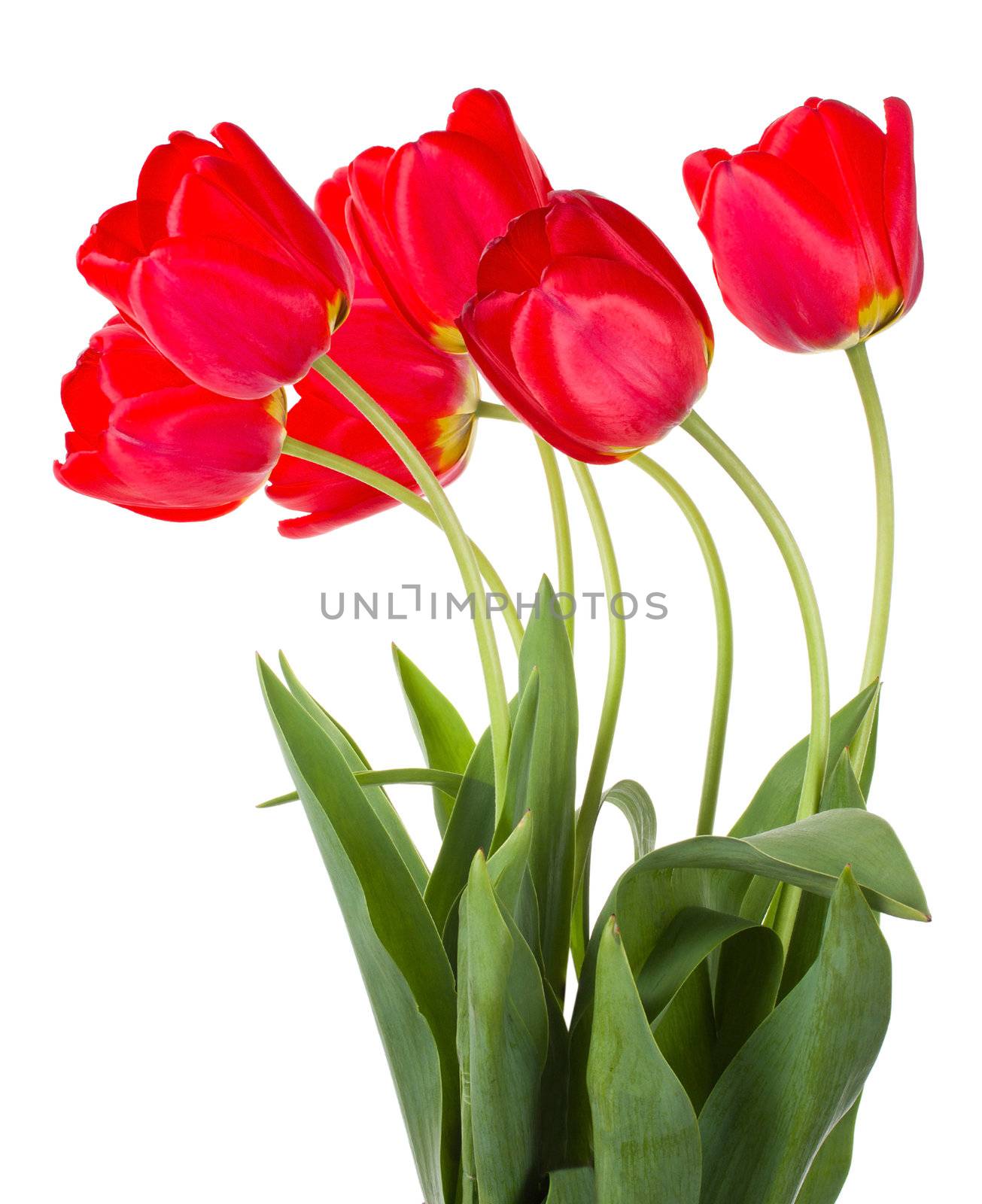 red tulips bouquet by Alekcey