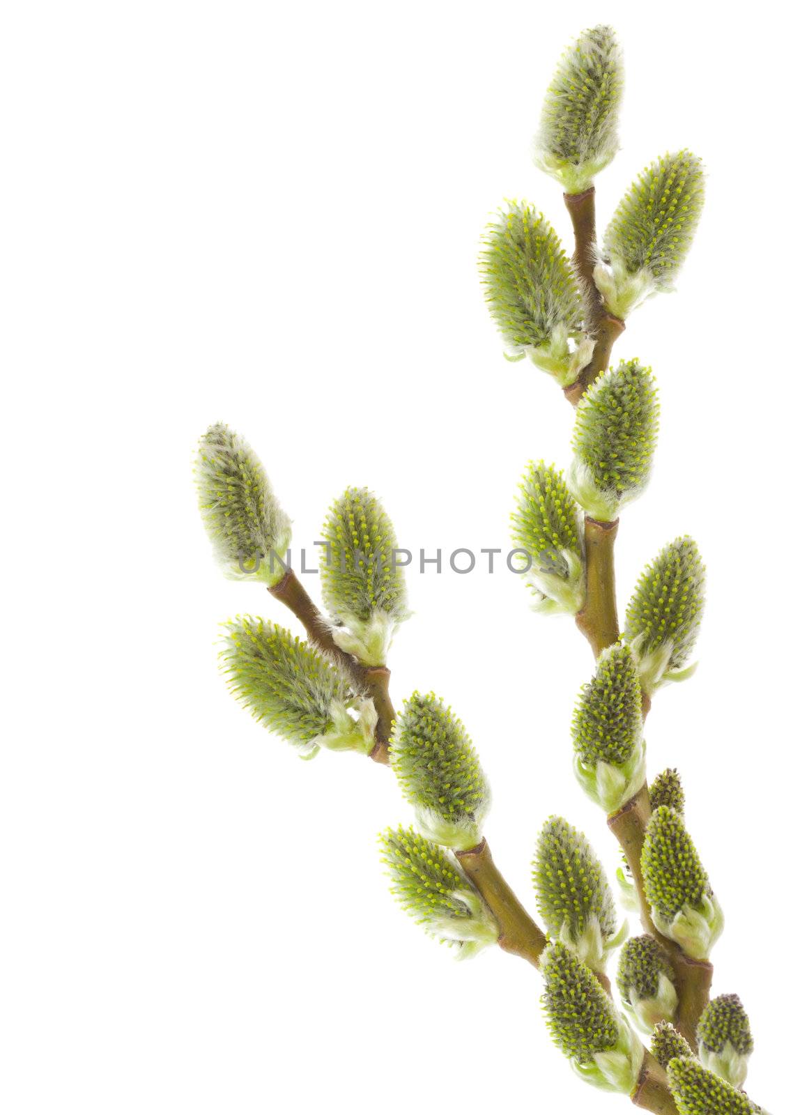 close-up pussy willow branch, isolated on white