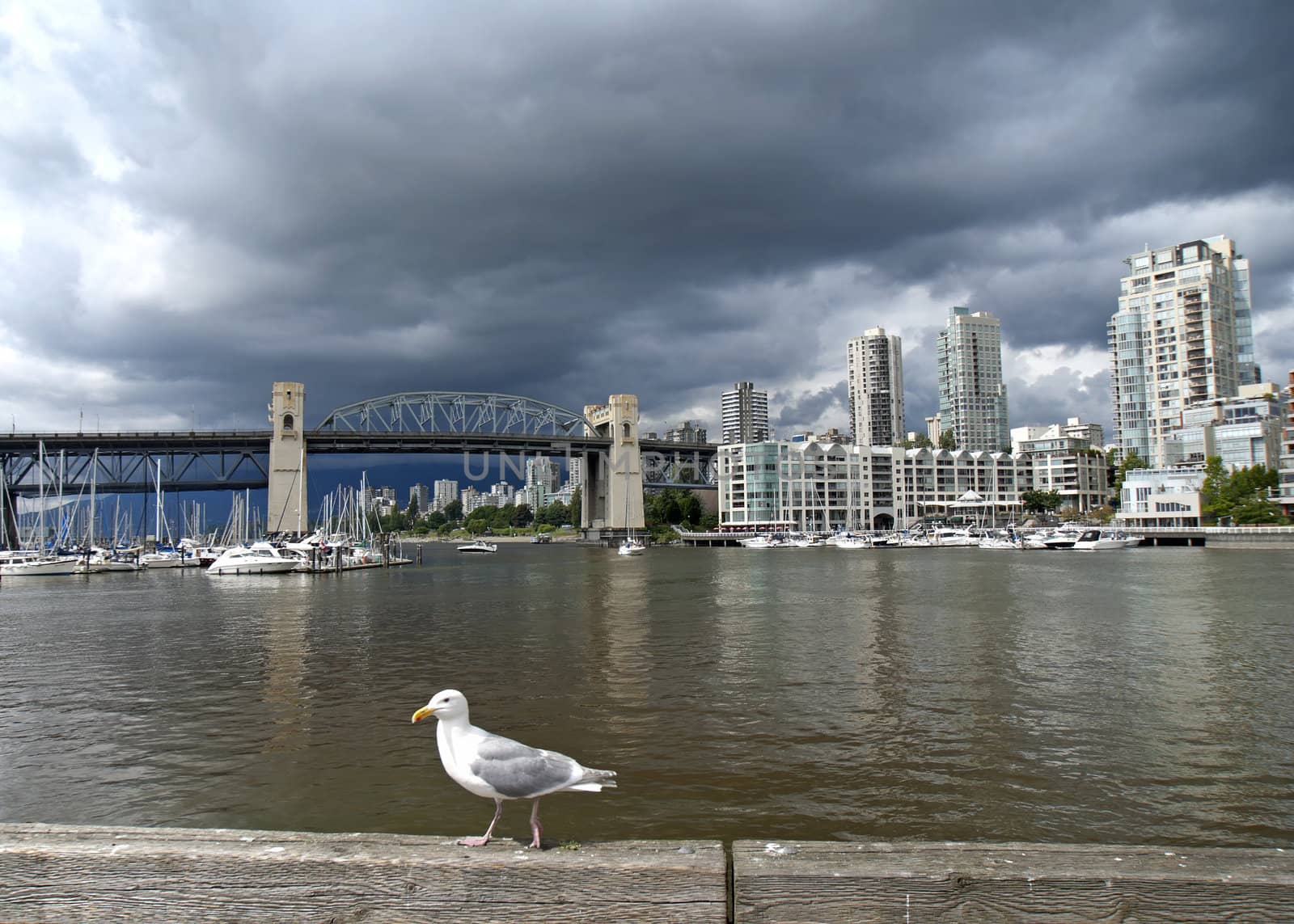 Seagull fronts historic Burrard bridge in Vancouver (Canada) und by Claudine