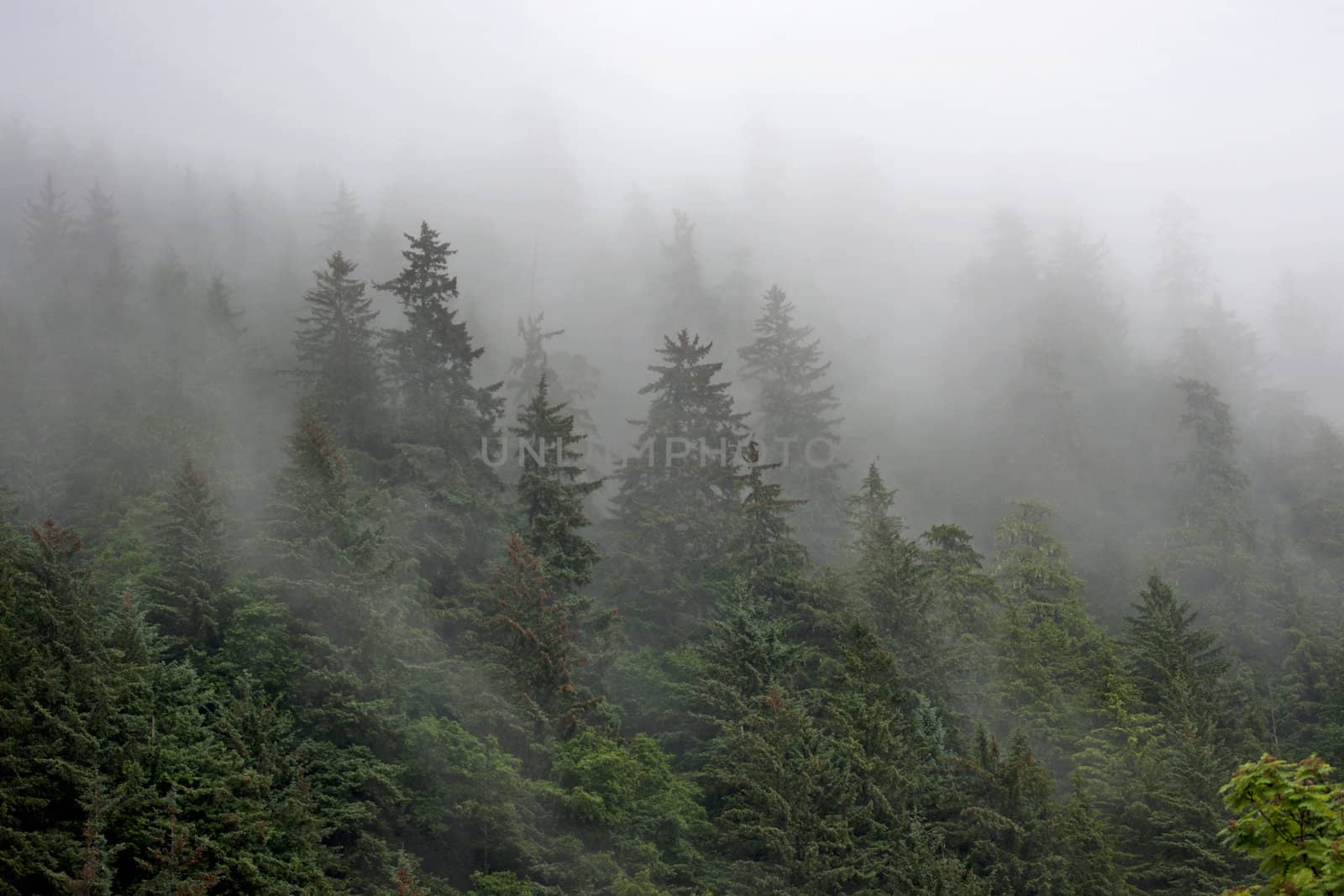 Forest overwhelmed by foggy rain. by Claudine