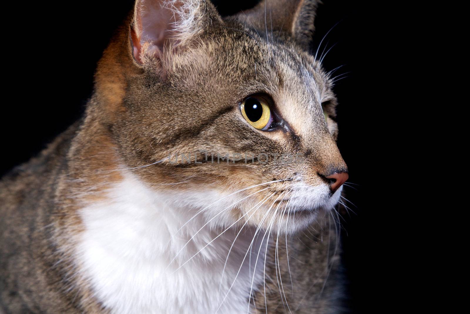 Cat Face Closeup isolated on blackbackground