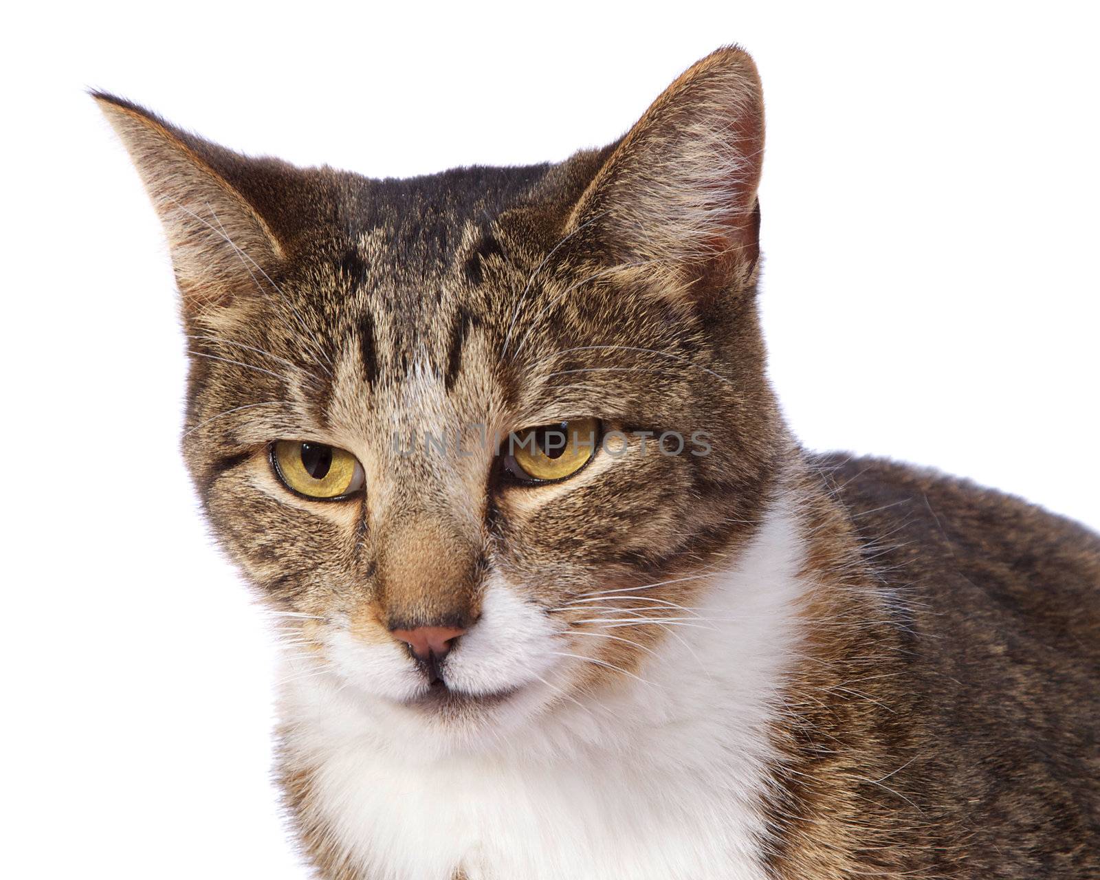 Cat Face Closeup isolated on white background