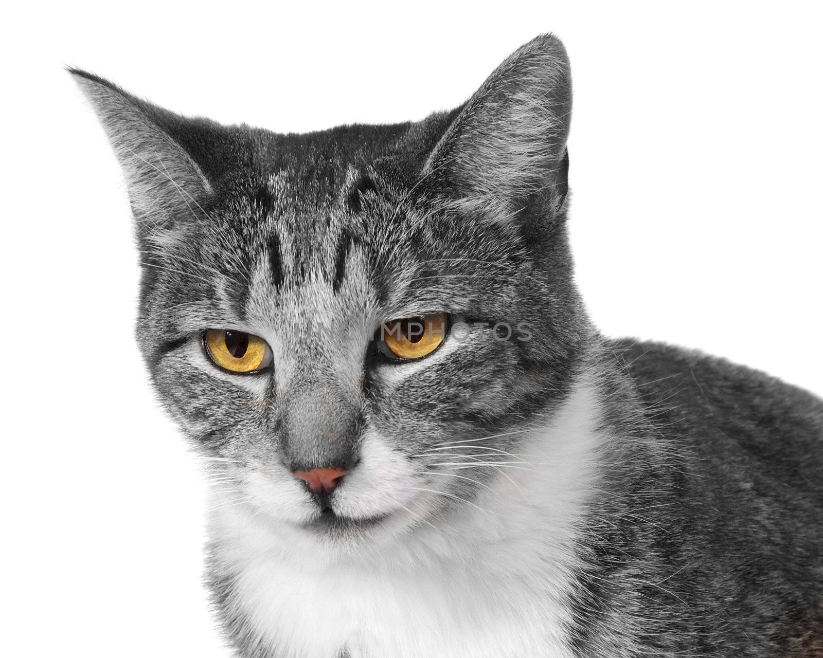 Cat Face Closeup with colored eyes and black and white isolated on white background