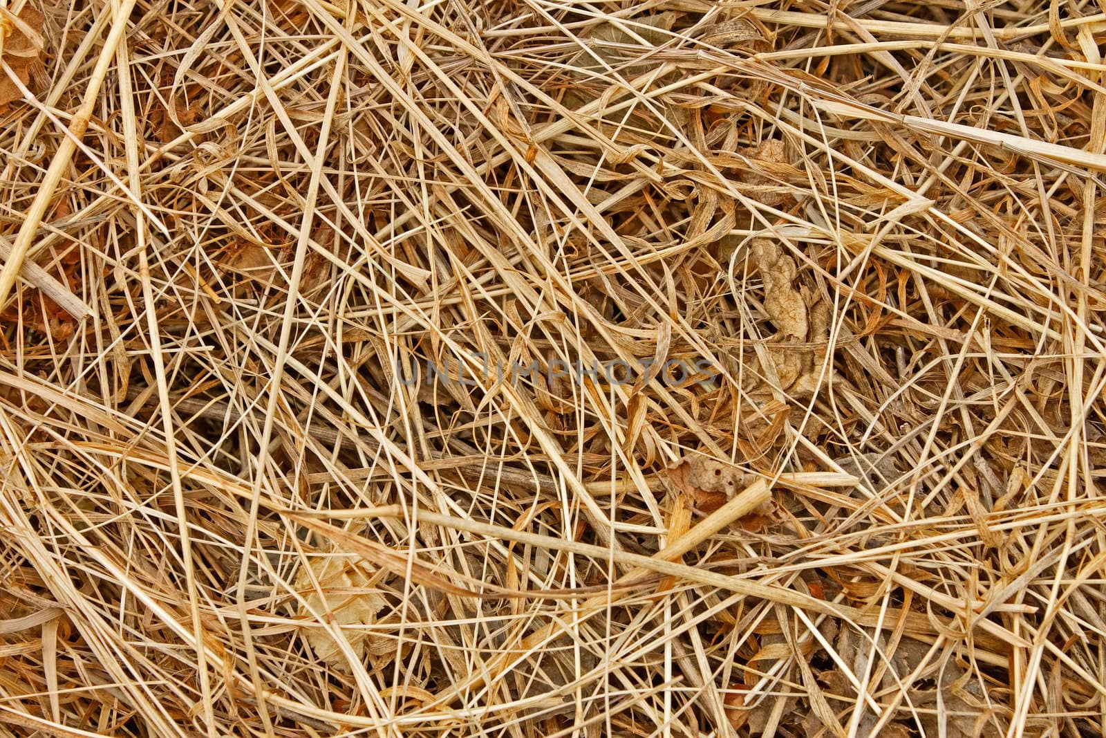 Detail of dried hay with cereals and other meadow plants as a livestock feed