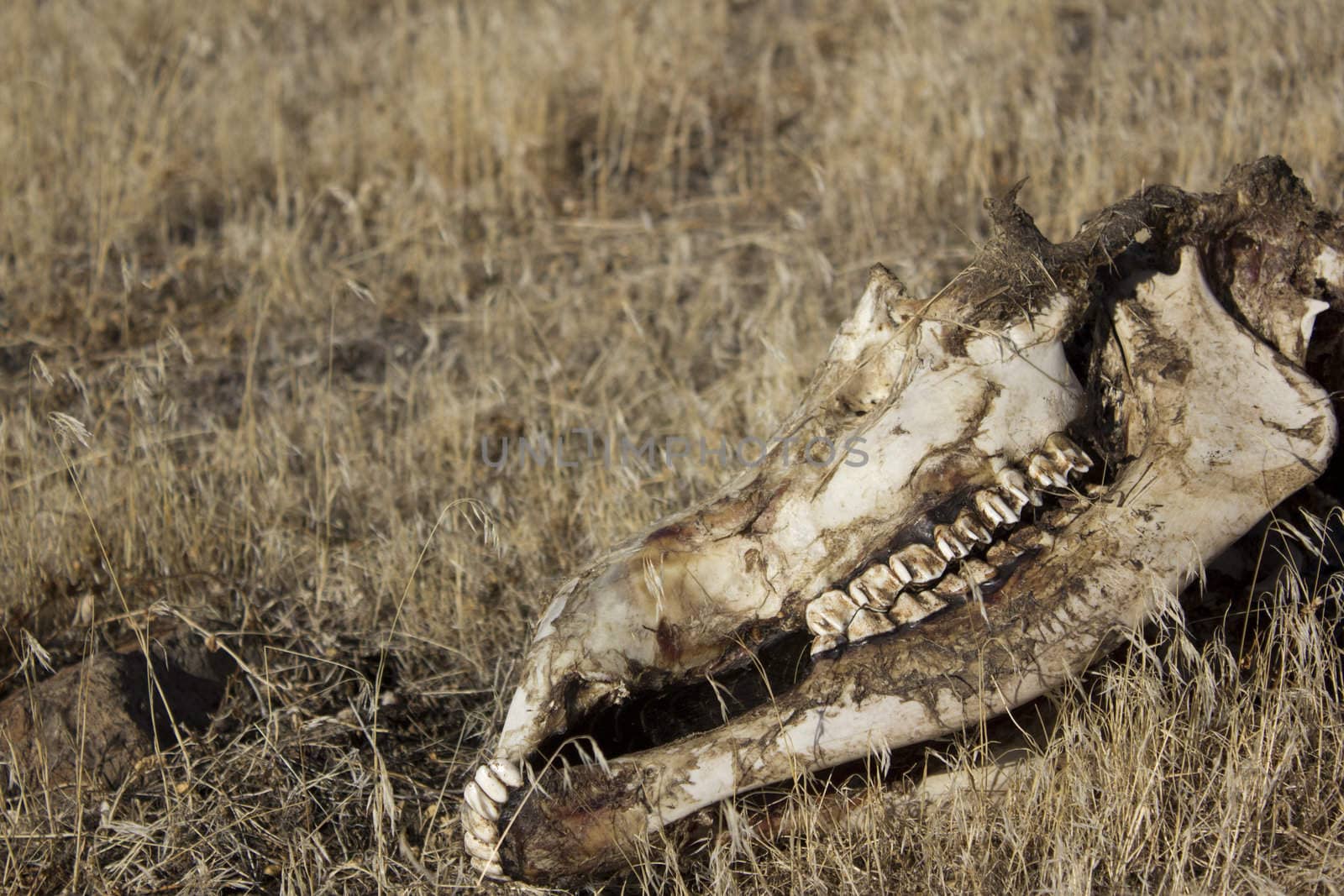 rotting animal skull
