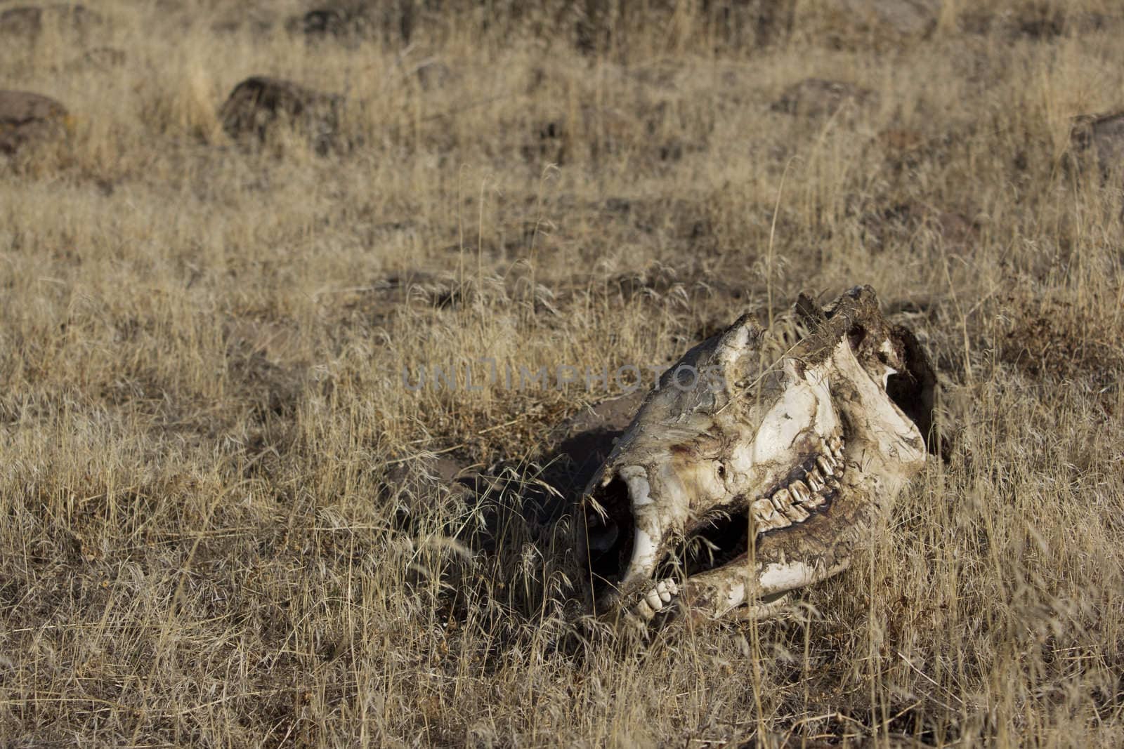 rotting animal skull
