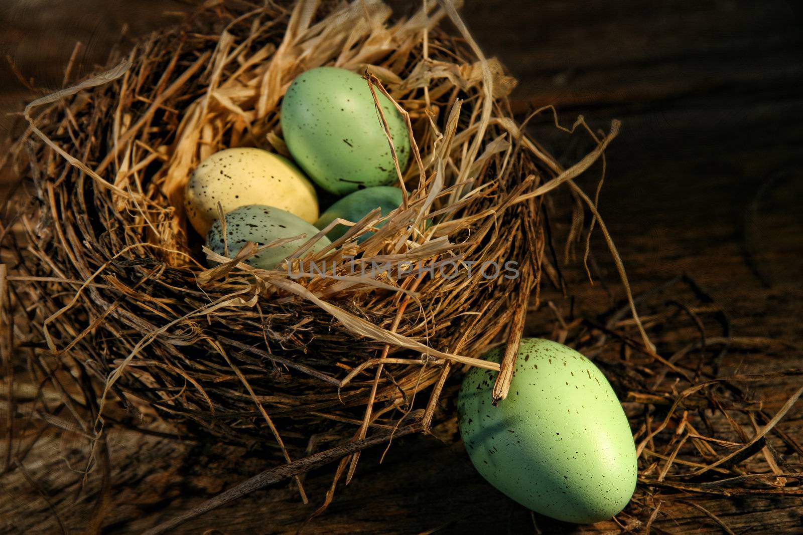 Speckled eggs in nest on wood