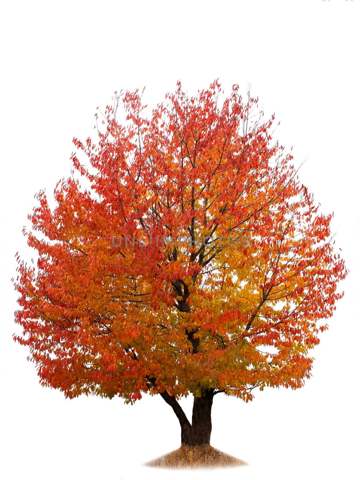 Cherry tree with red and yellow autumn leaves isolated on white background