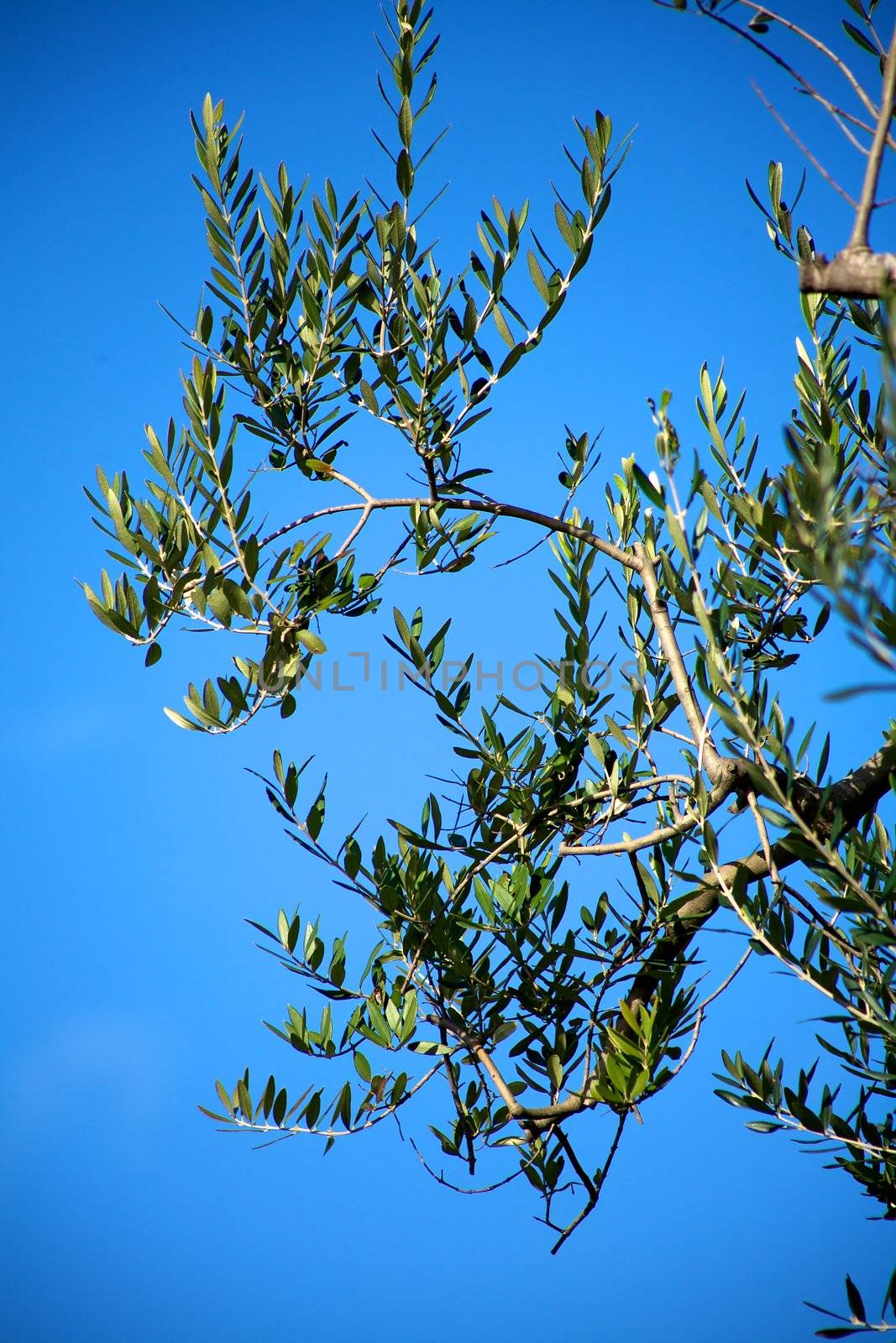 beautyful olive tree on a blue sky