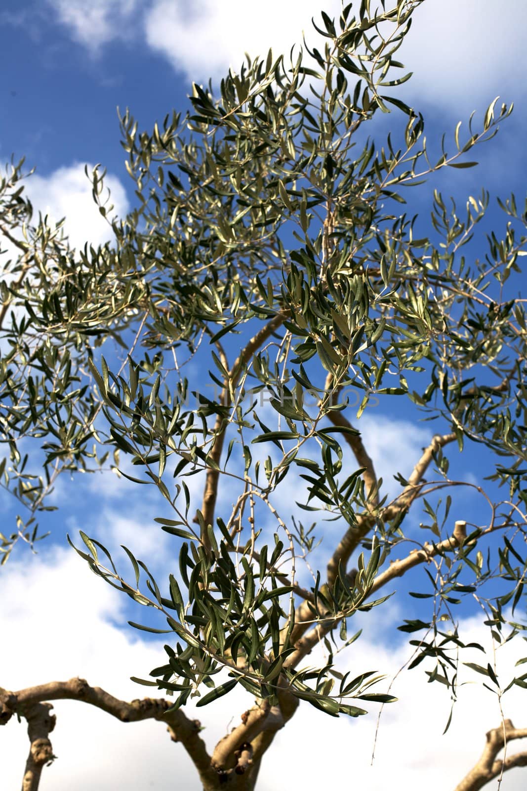 Olive tree leafs with no olives in the winter large 