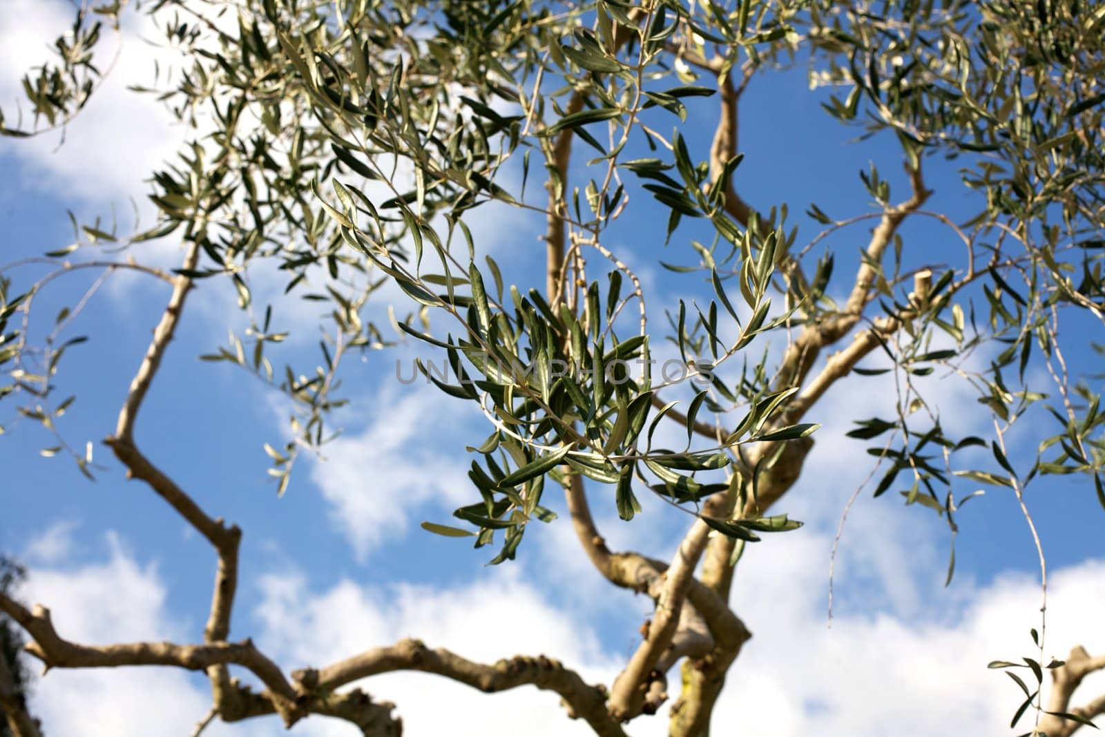 Olive tree leafs on a blue sky by fmarsicano