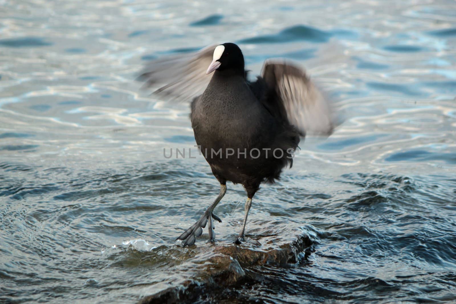 Coot duck standing on a stone in the lake and shaking its wings