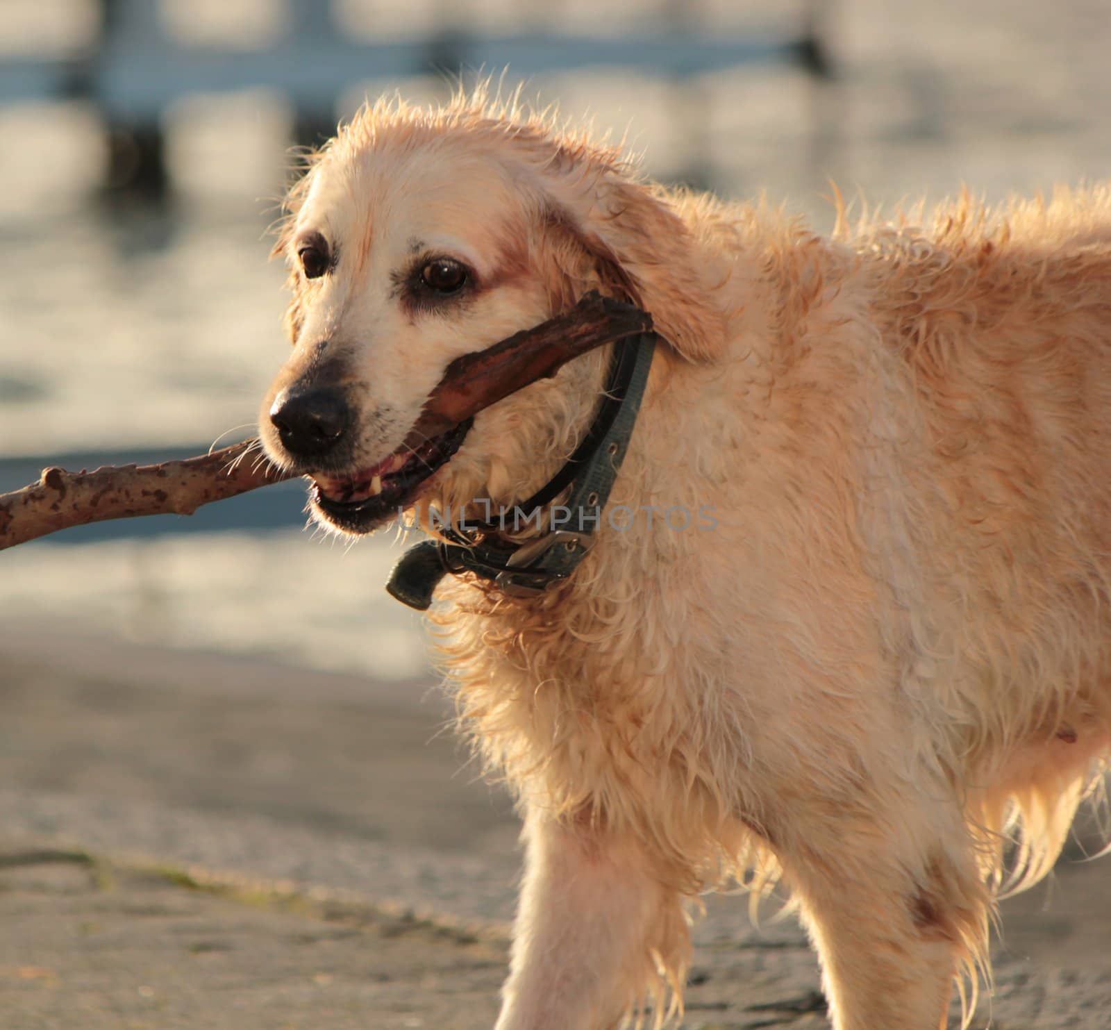 Labrador retriever holding a piece of log by Elenaphotos21