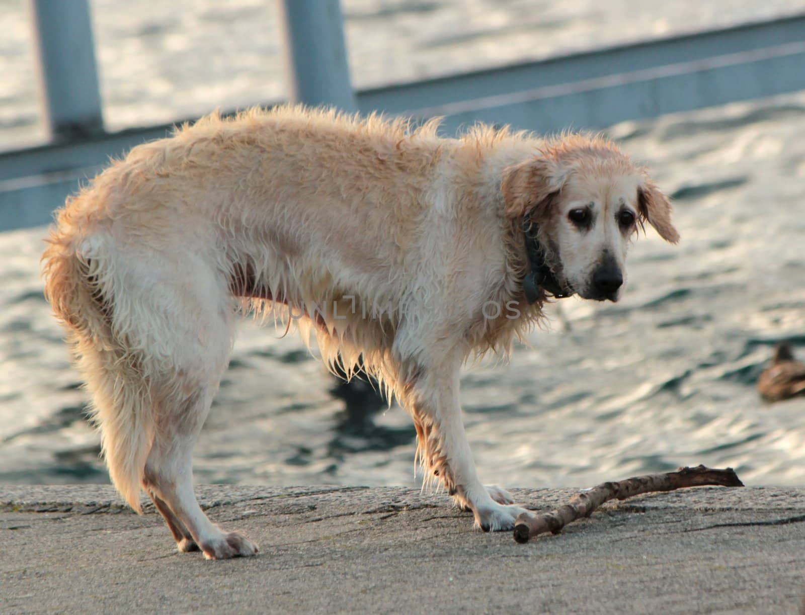 Picture of wet labrador retriever looking at a piece of log next to water lake