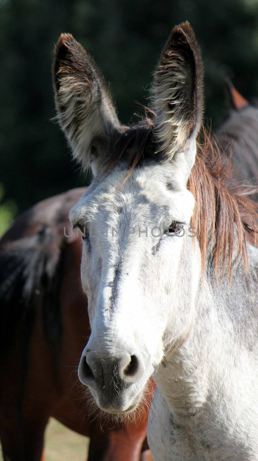 Portrait of a clear grey donkey head next to a brown horse