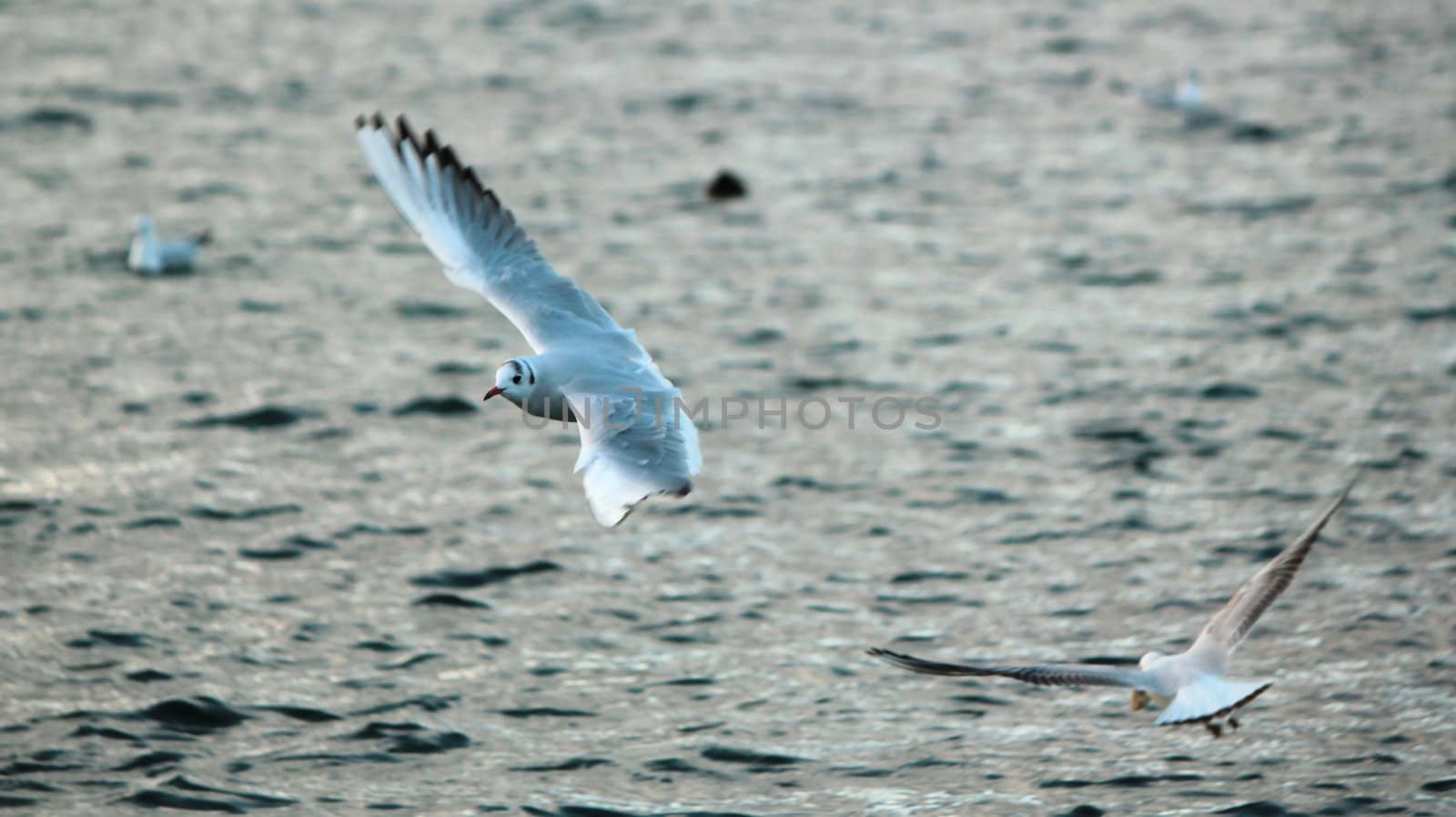 Two seagulls flying upon the water lake