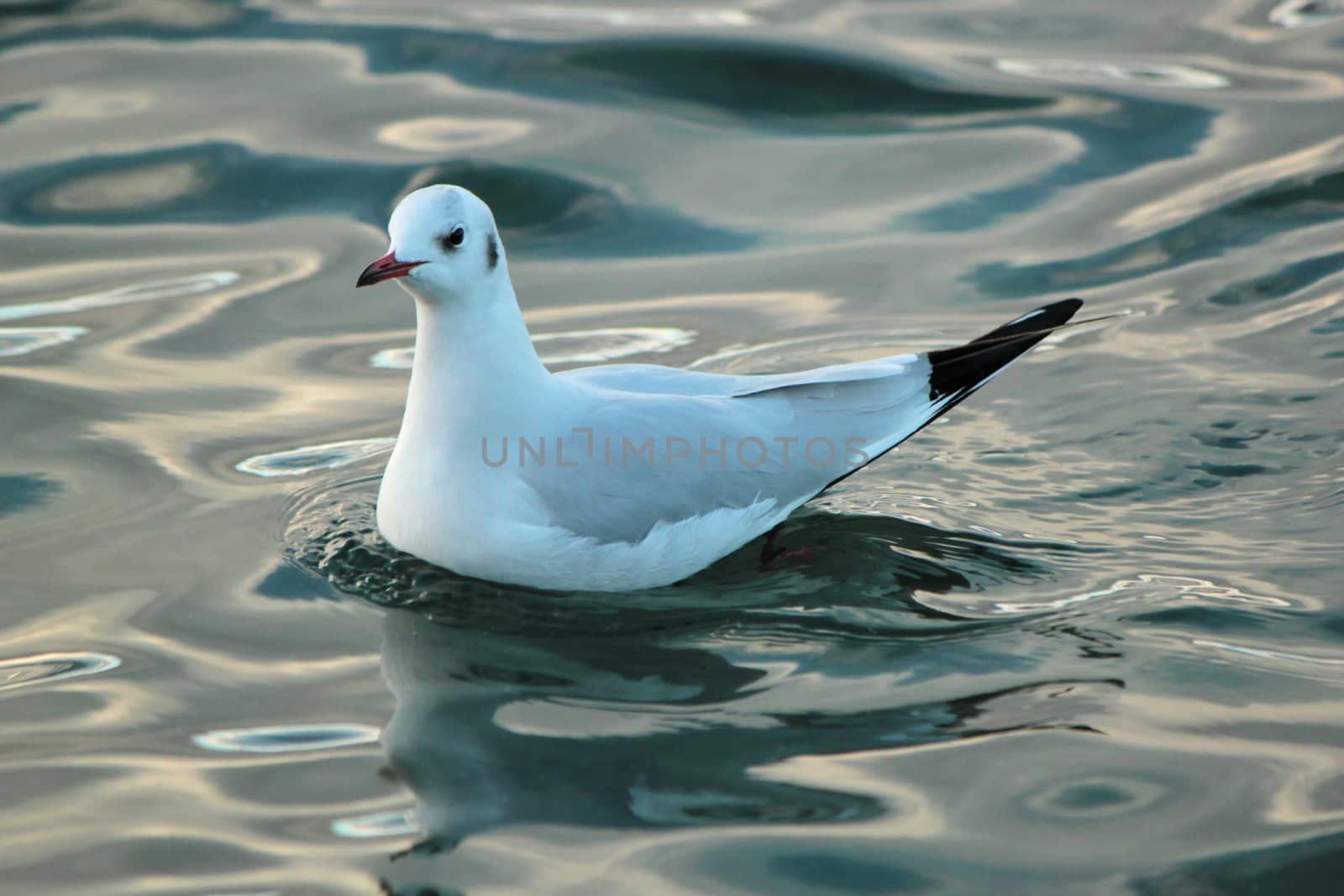 White and grey seagull floating quietly on water