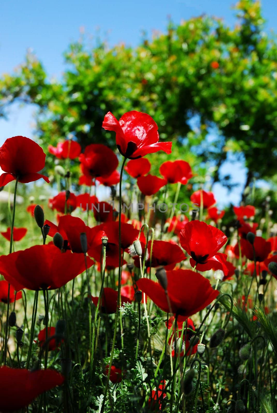 Red poppies.. by candan