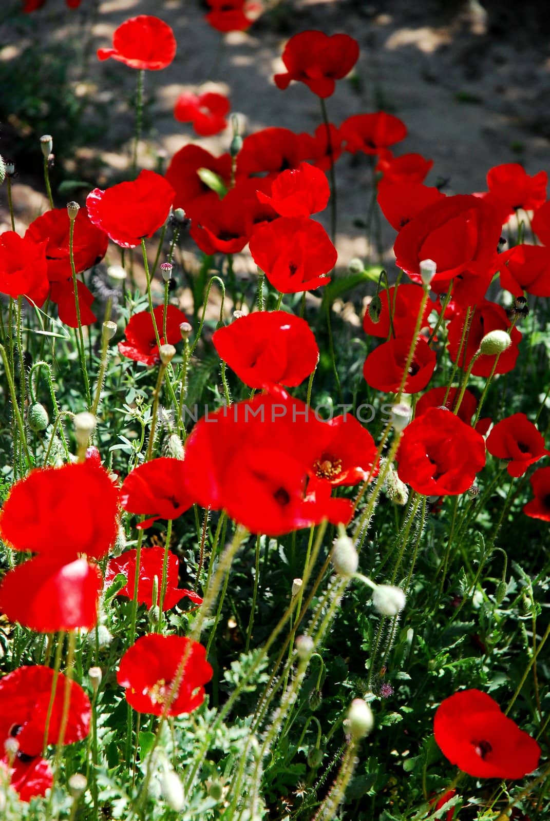 Several backlit red oriental poppies in a field 