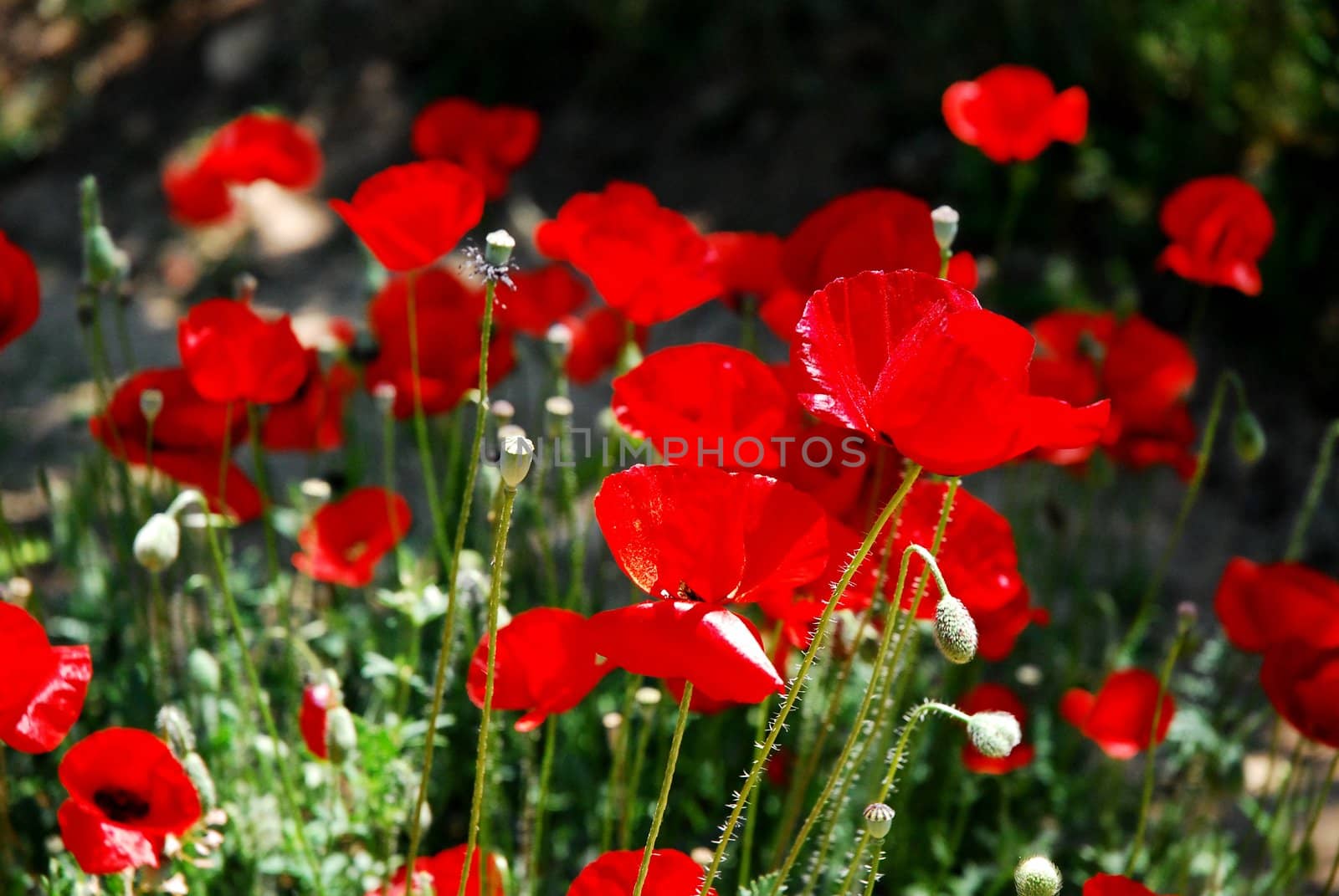 red poppies . by candan