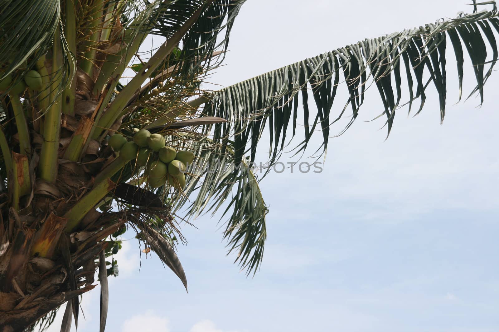 coconut tree nature background