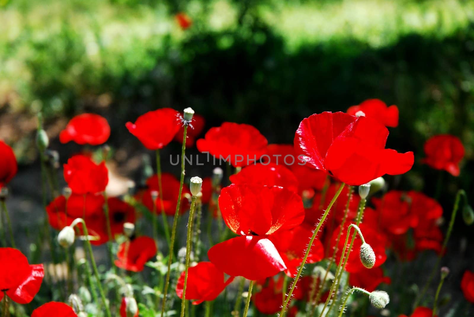 red poppies .. by candan