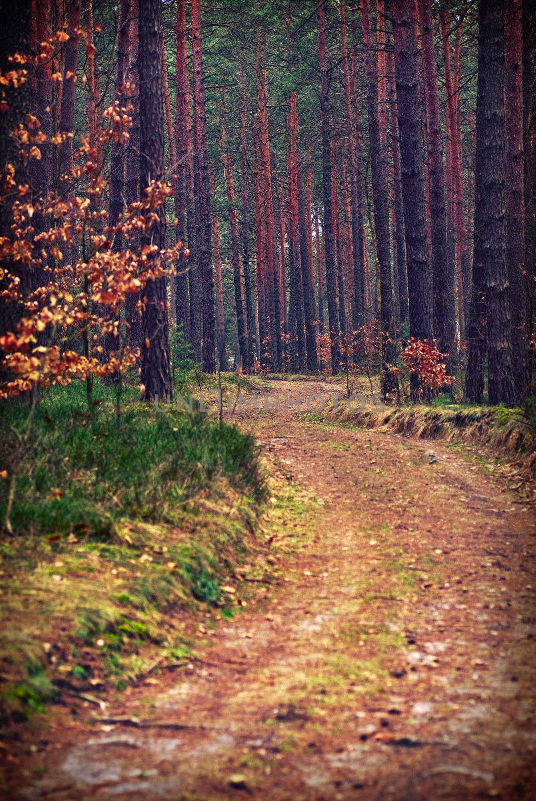 forest
 in purple 