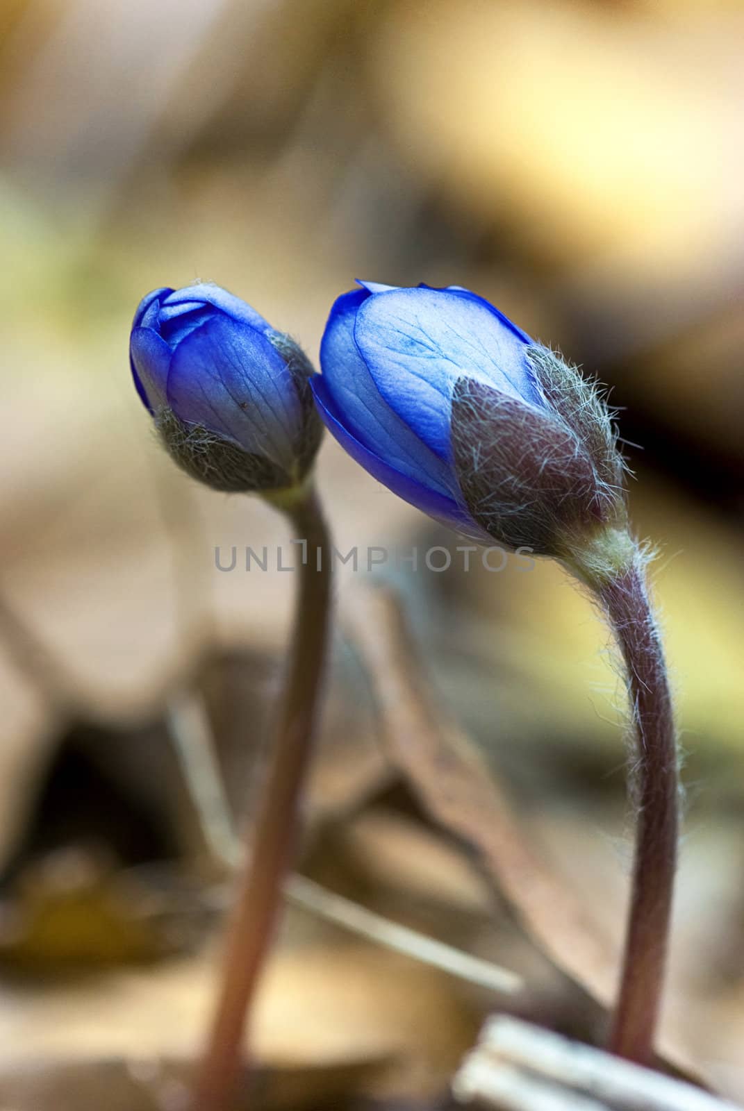 Hepatica nobilis