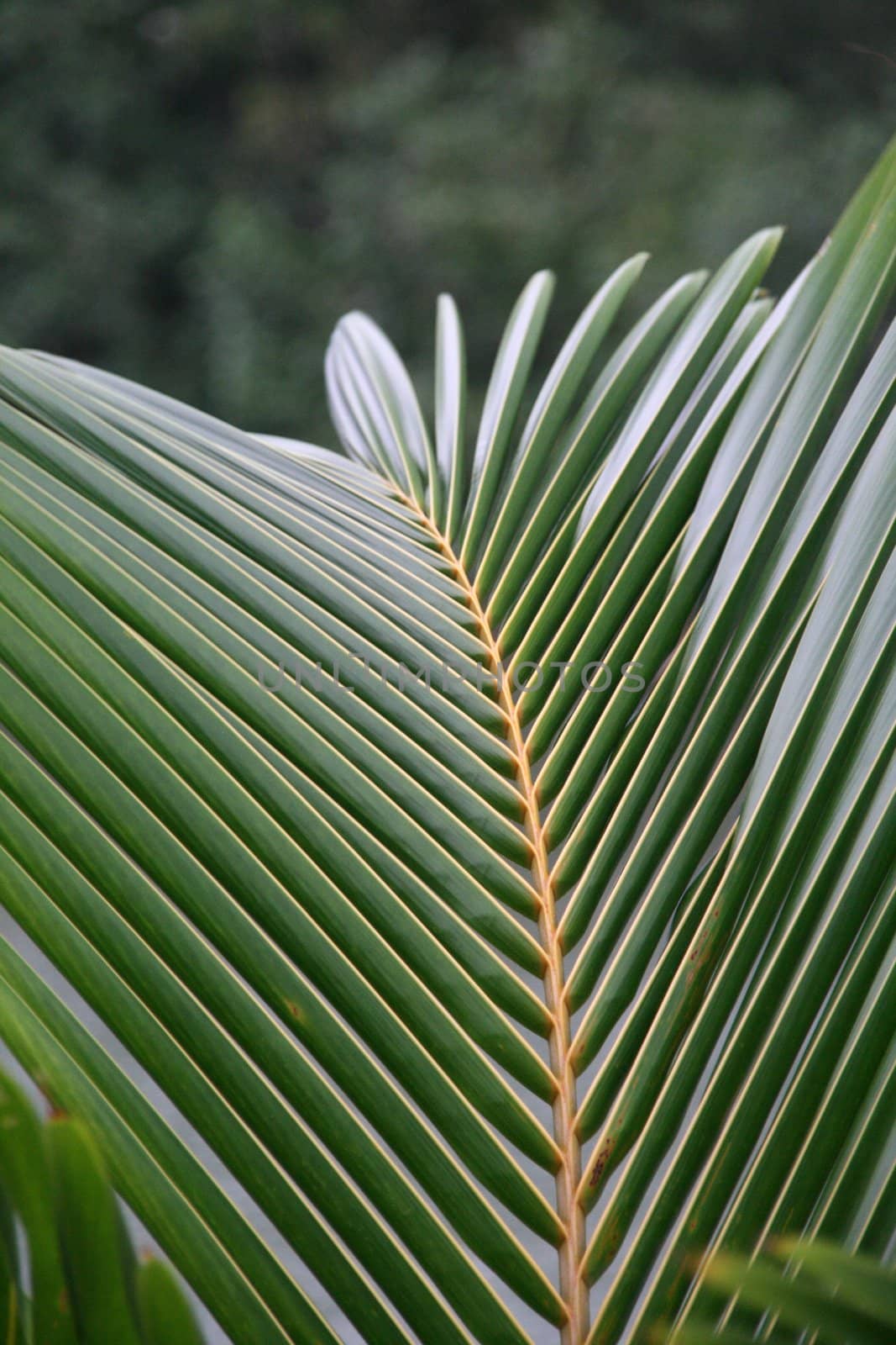 nature background palm leaf detail closeup