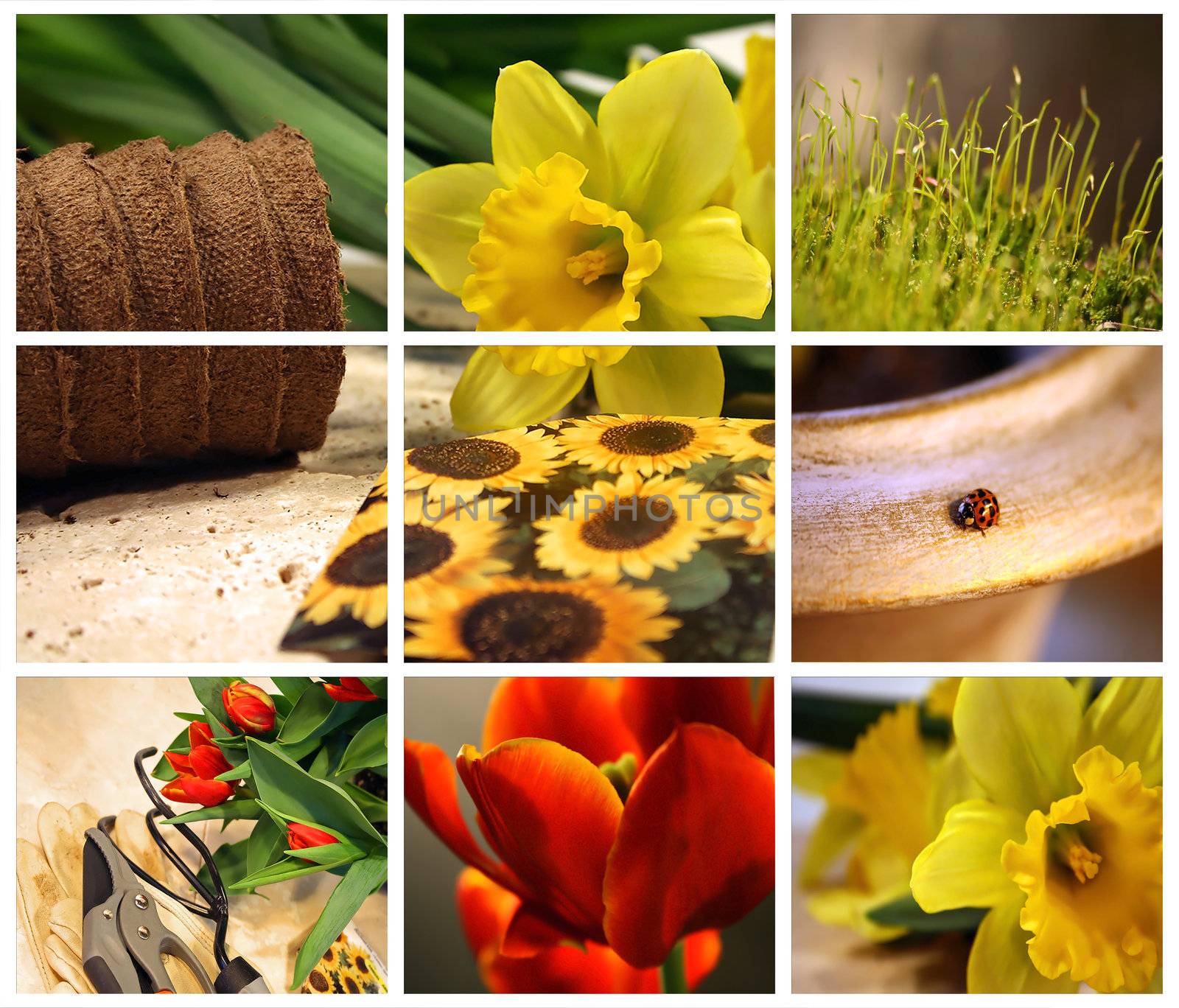 Garden collage of tools, seeds and tulips for planting