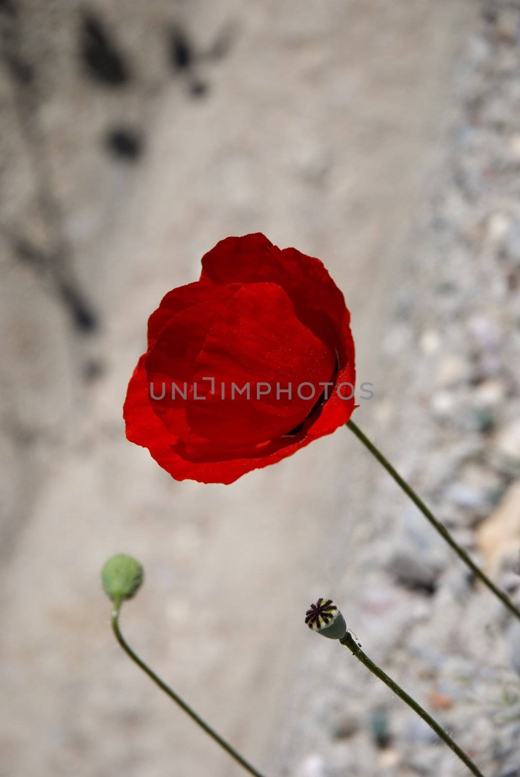 red poppy by candan