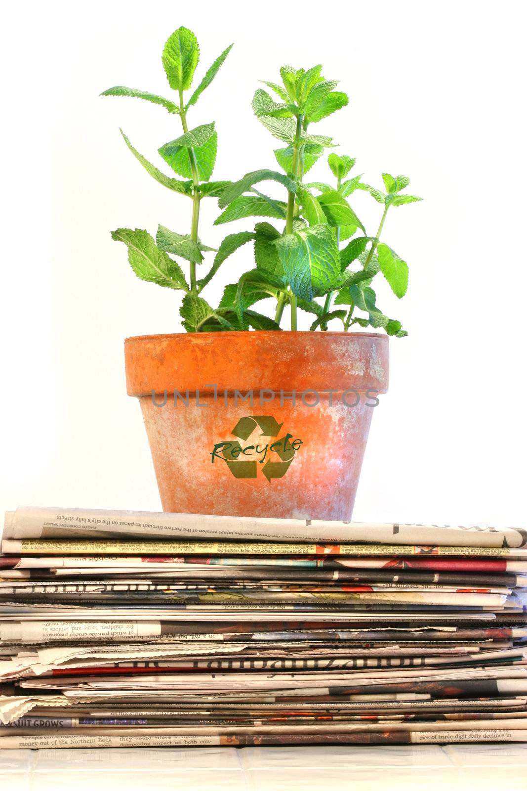 Potted plant on a stack of newspapers against white background