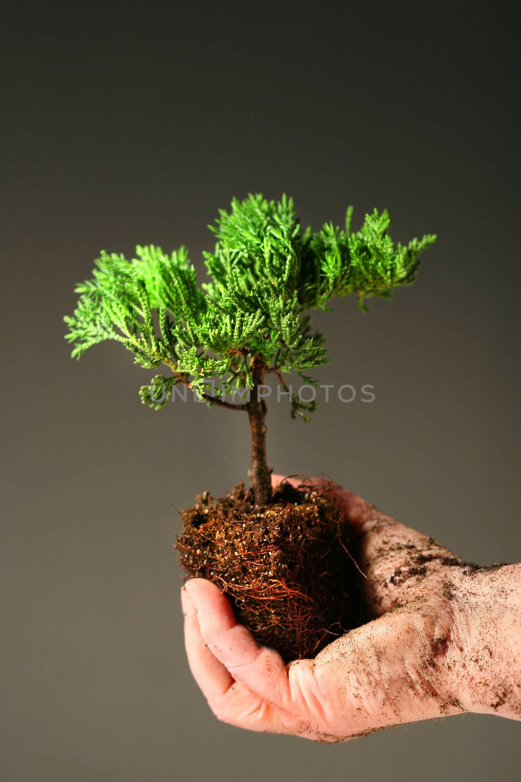 Soiled hand holding a small tree against dark background