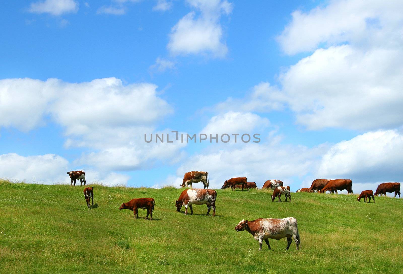 Cows grazing  by Sandralise