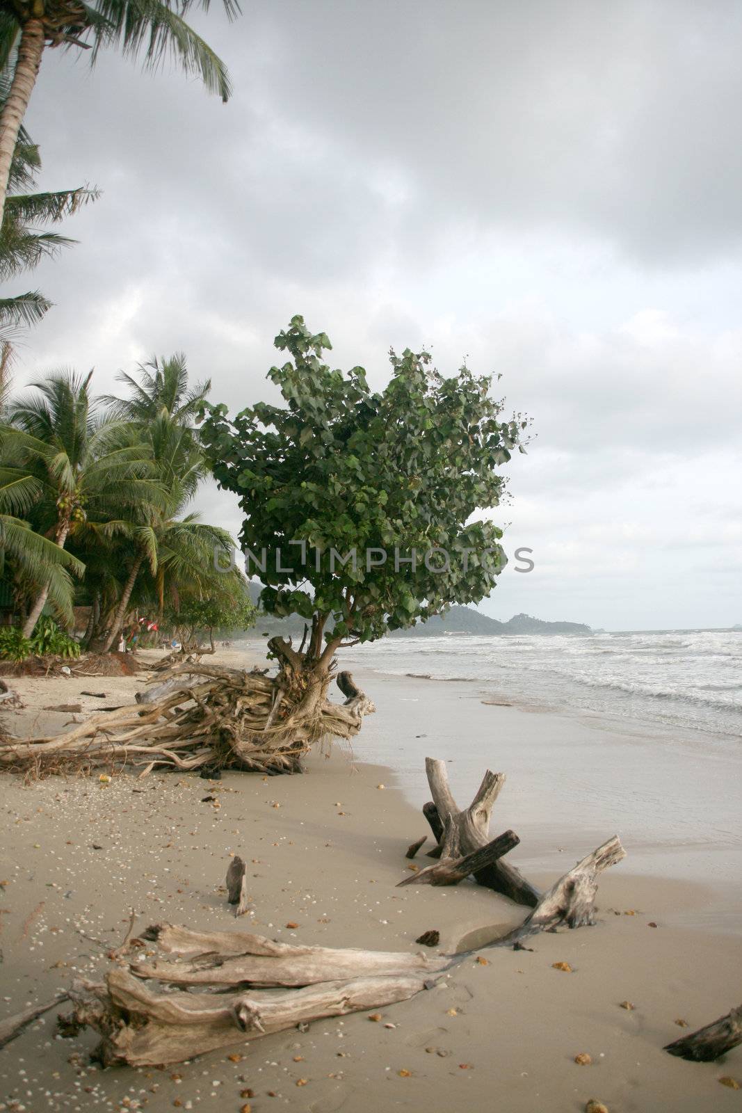 tropical nature tree roots on the sand