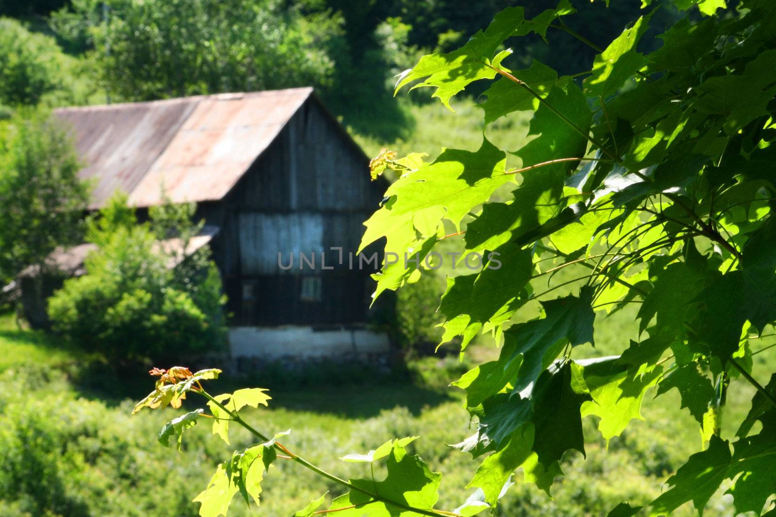 Old barn on the hill