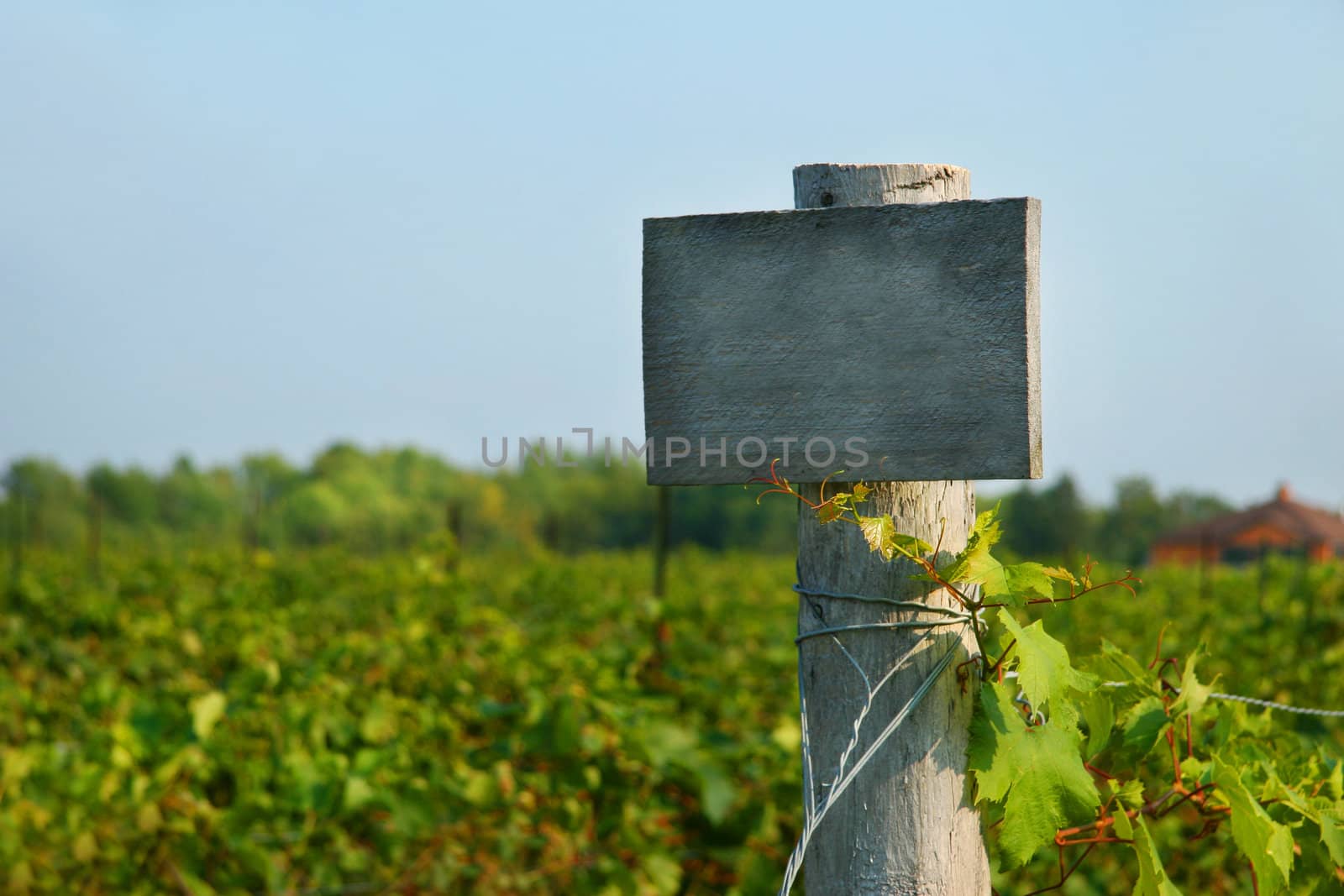 Vineyard wood sign by Sandralise