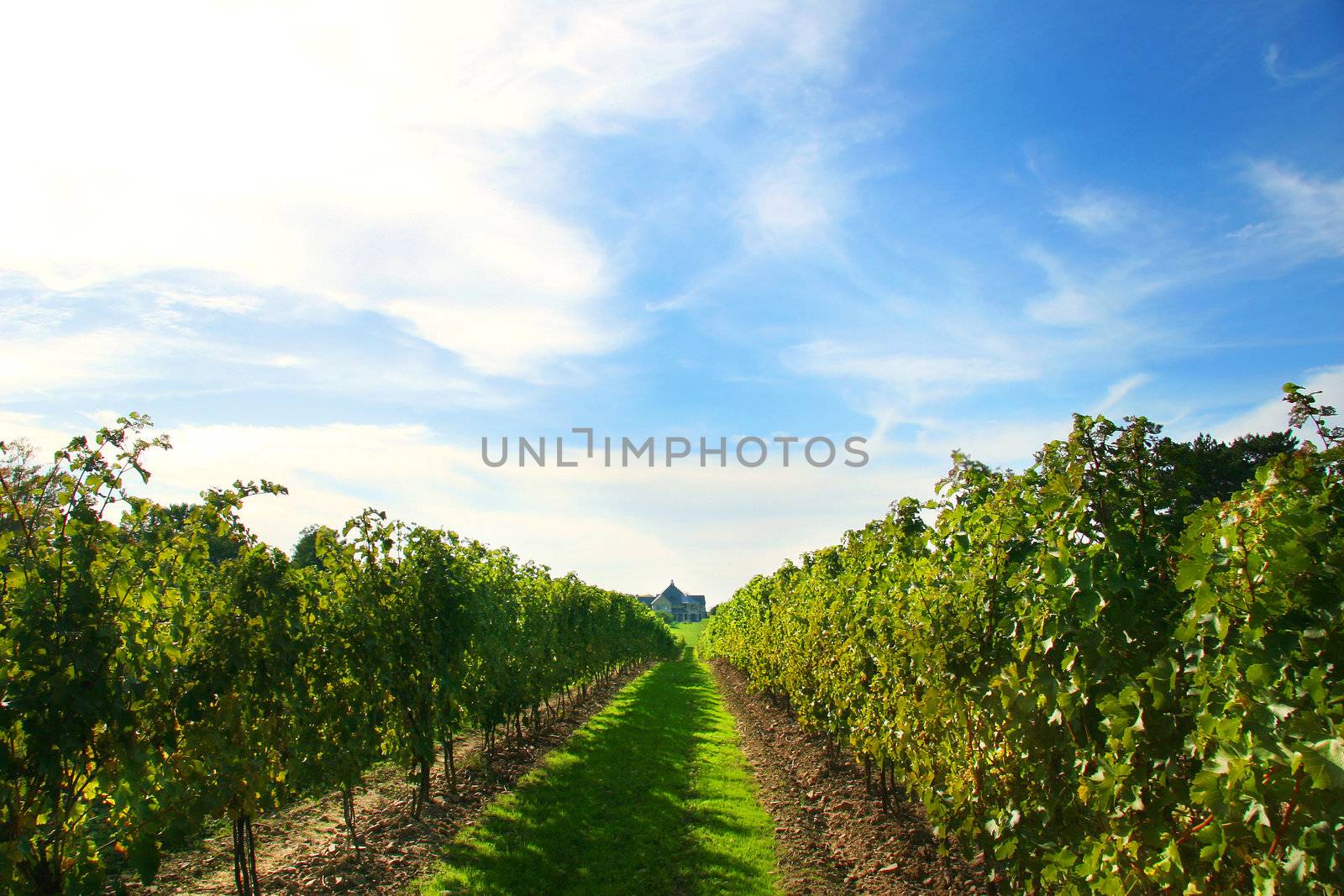Vineyards on Niagara  by Sandralise