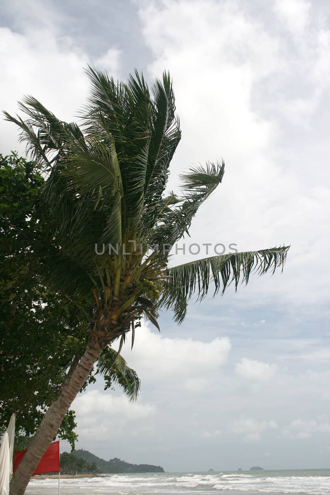 windy weather in tropical island