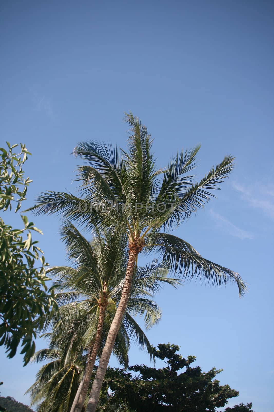 coconut trees Koh Samui Island thailand