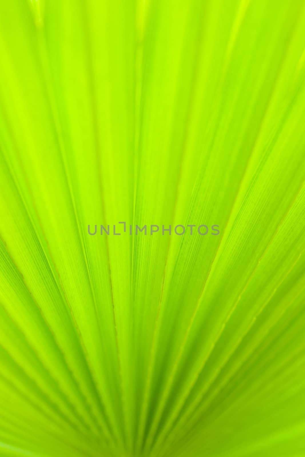 Palm leaf detail. aRGB.