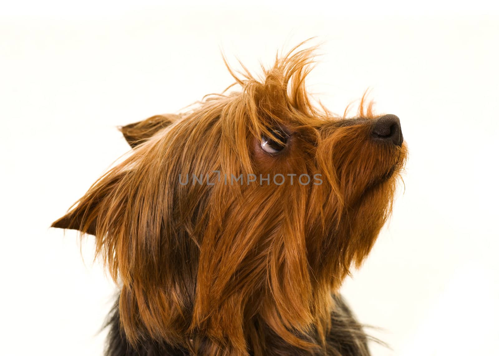 yorkshire terrier dog looking to one side isolated on white