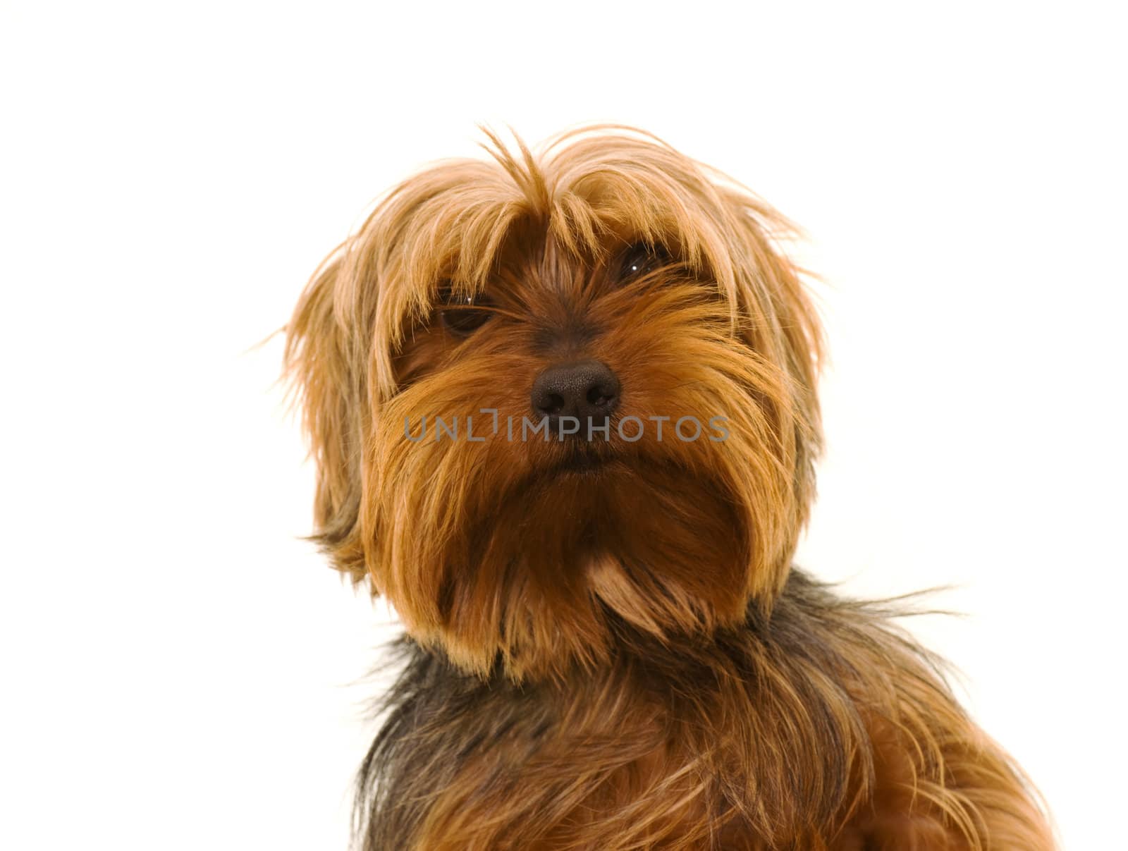 yorkshire terrier looking forwards isolated on white