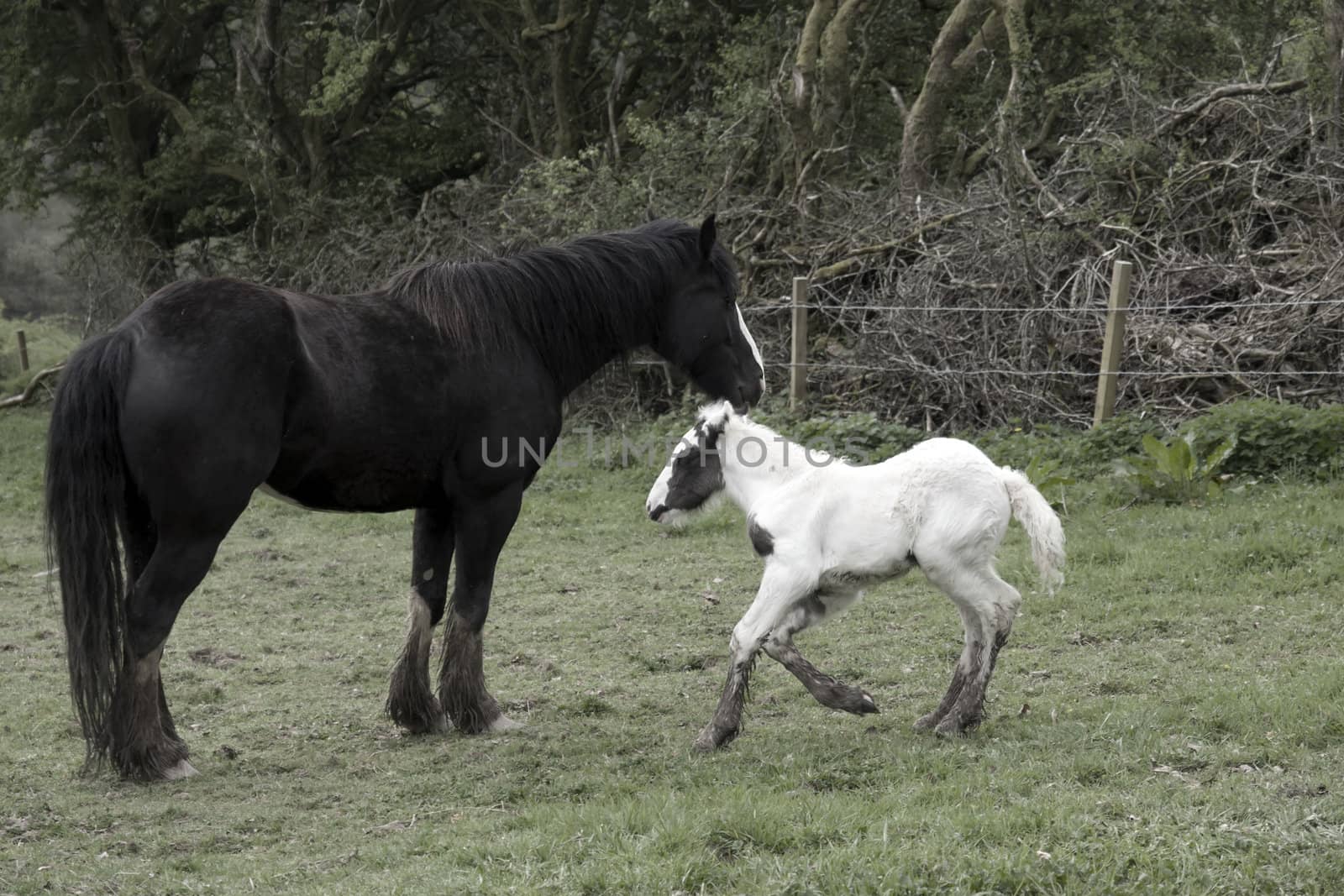 foal playing beside its mother by morrbyte