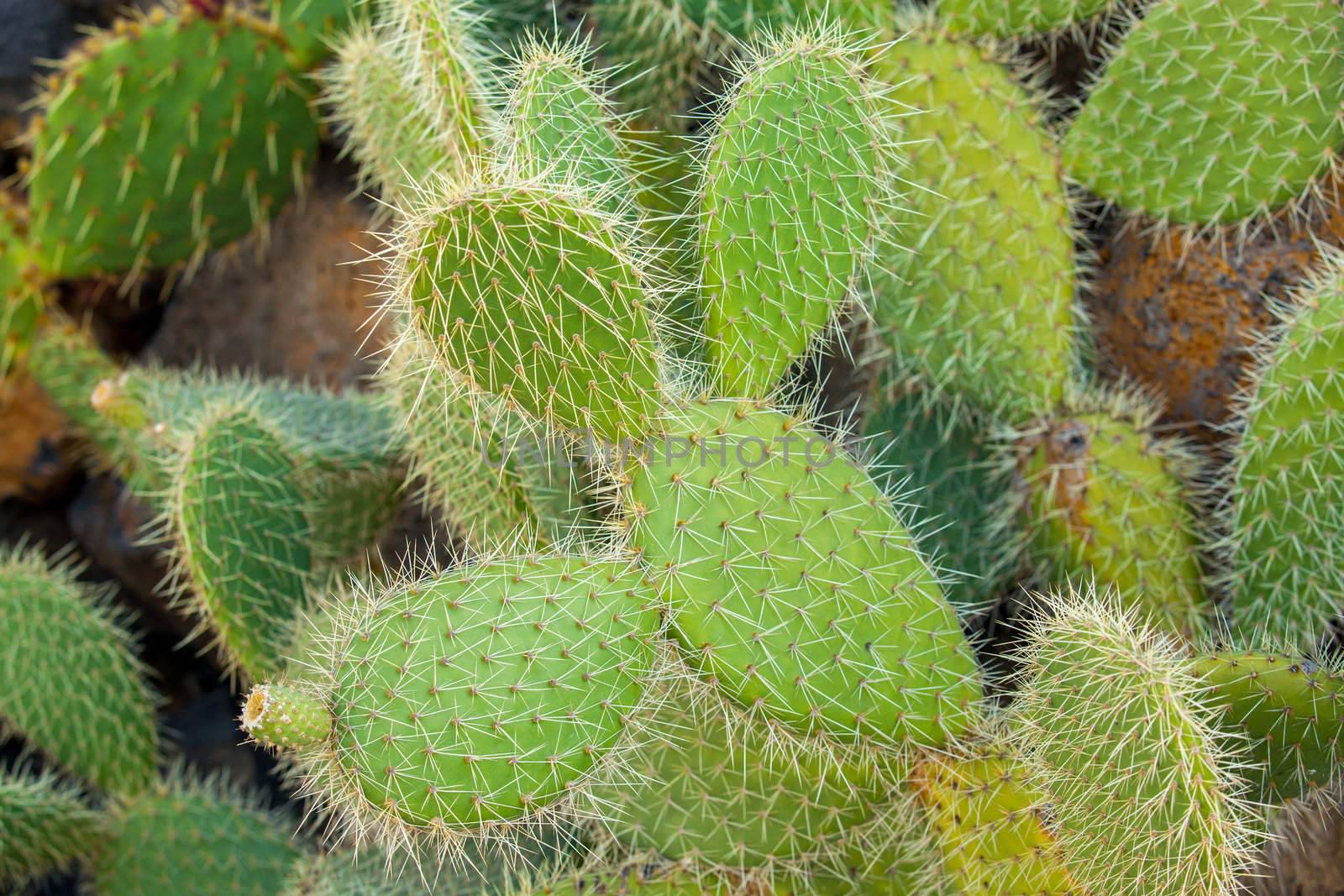 Exotic plants. Close-up of a prickly cactus