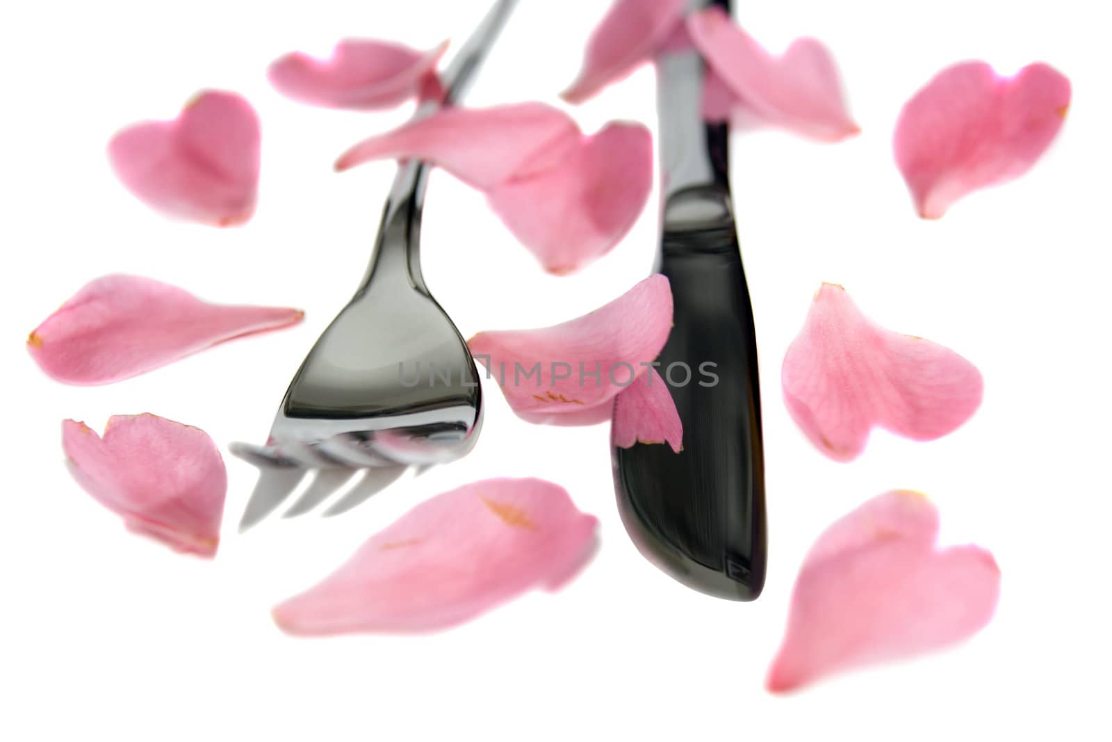 silver fork and knife isolated with rose petals by morrbyte